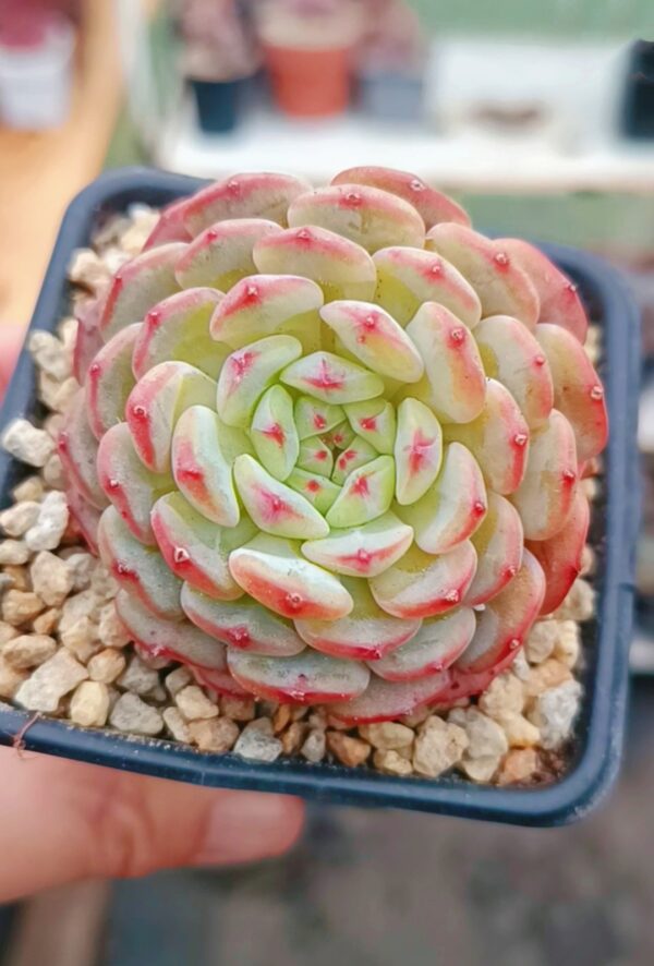 Echeveria Hani – Image 2