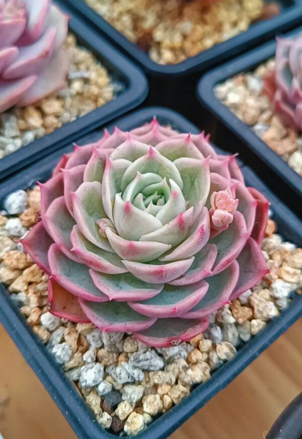 Echeveria Onslow – Image 2