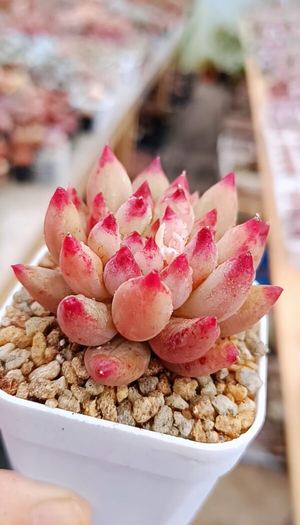 Pachyphytum Yanzi – Image 2