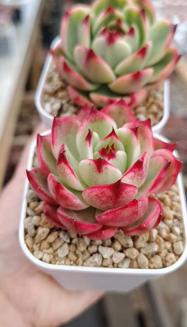 Echeveria Peach Blossom variegata – Image 2