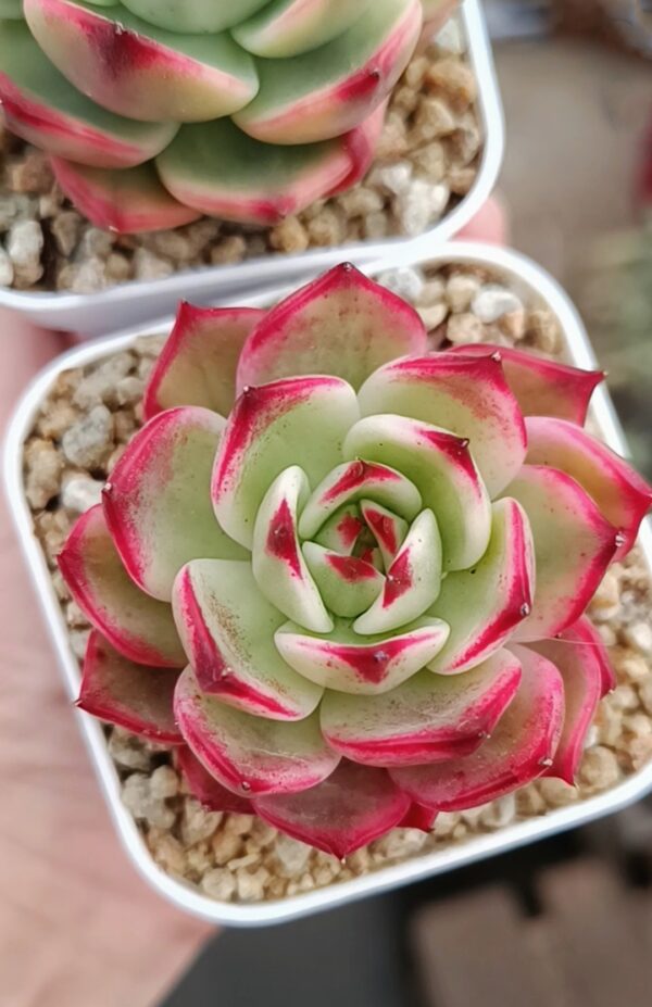 Echeveria Peach Blossom variegata