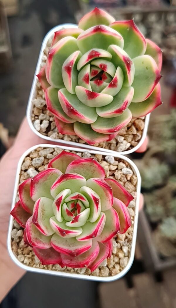 Echeveria Peach Blossom variegata – Image 3