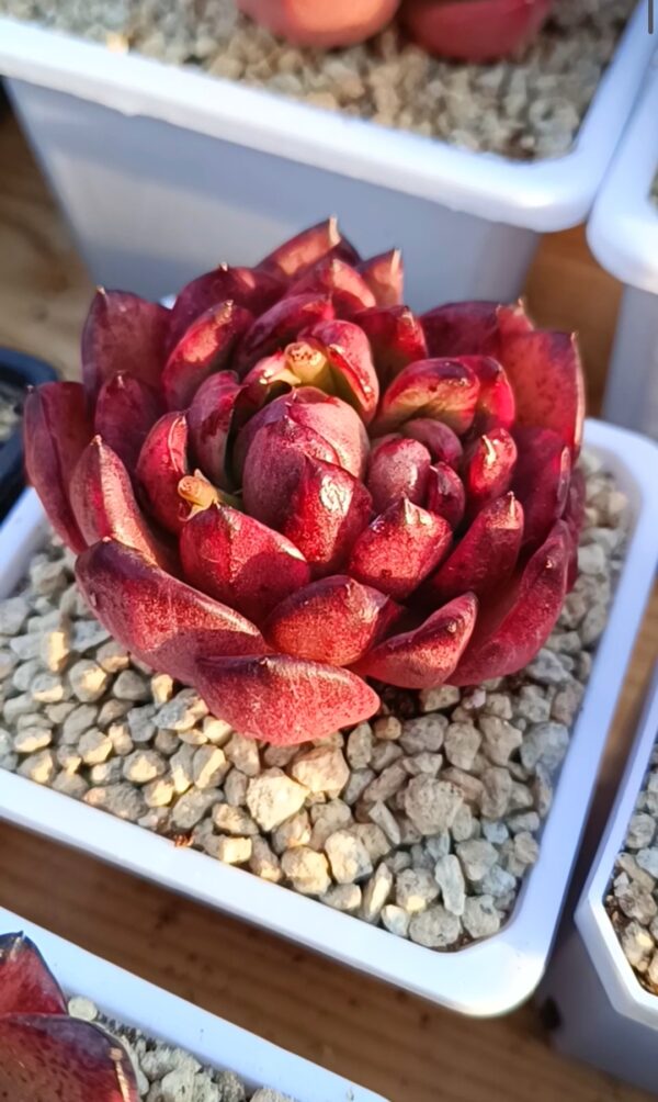 Echeveria Dark Pamela variegata (très rare) – Image 3