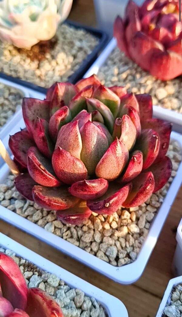 Echeveria Dark Pamela variegata (très rare) – Image 2